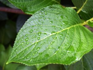 葉っぱに付いた雨粒