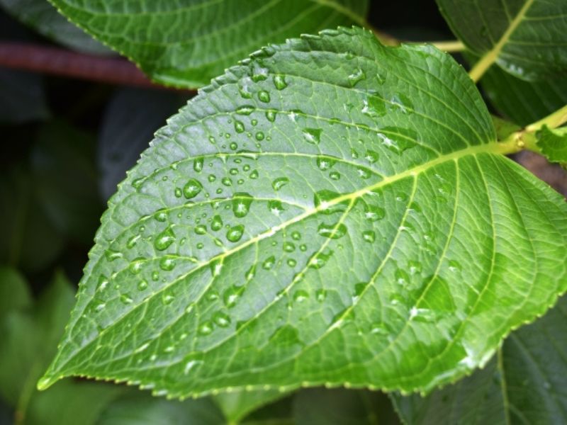 外壁塗装は雨の日にどんな影響がある？知っておきたい作業のルールと施工中の暮らし方