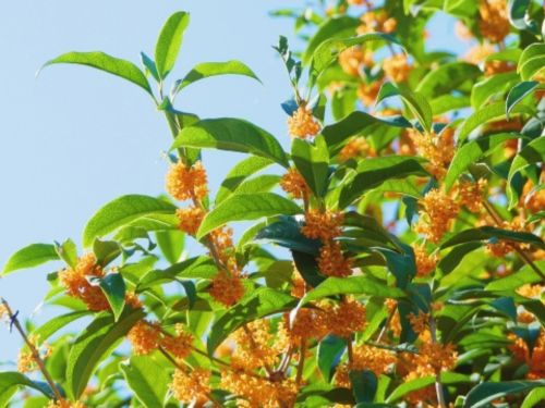 樹木の近くは外壁にカビや苔が生えやすい？日陰・湿気と外壁塗装の関係